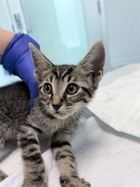 A baby small-sized male Brown / Chocolate Domestic Short Hair cat named Boogie Board for adoption in Tavares, FL