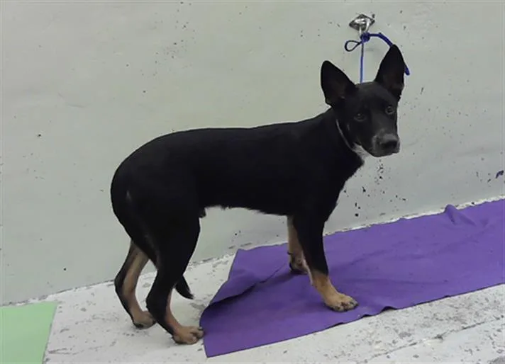 A young medium-sized male German Shepherd Dog dog named Sony for adoption in Houston, TX