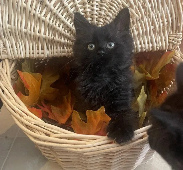 A baby medium-sized male Domestic Short Hair cat named Lucca: DMHDC for adoption in Greenville, DE
