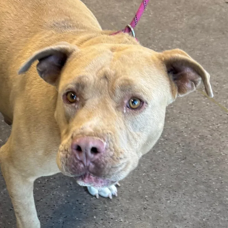An adult medium-sized female Yellow / Tan / Blond / Fawn Mixed Breed dog named Shelby for adoption in Las Cruces, NM