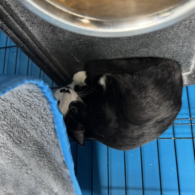 A young medium-sized male Black & White / Tuxedo Domestic Short Hair cat named Ozzy for adoption in Louisville, KY
