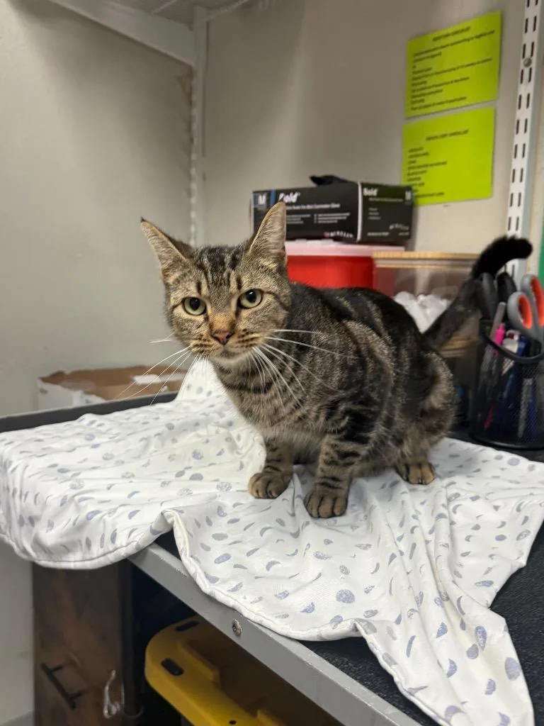 A young medium-sized female Domestic Short Hair cat named Chantly for adoption in Sorrento, LA
