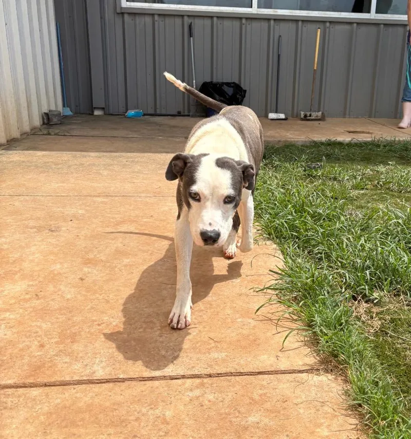 A young medium-sized male Mixed Breed dog named Elliot for adoption in Bossier City, LA