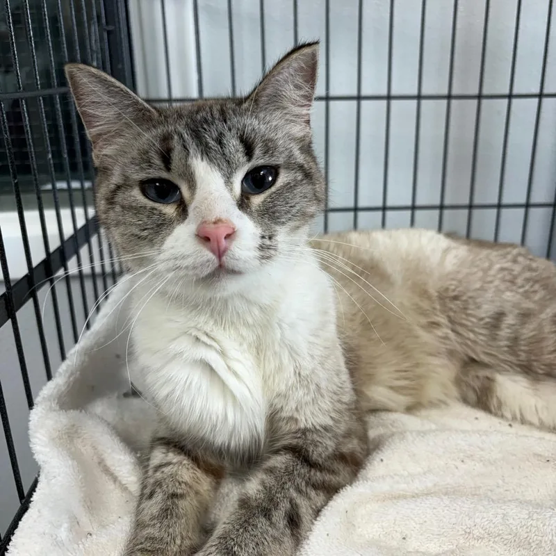 An adult medium-sized female Buff & White Domestic Short Hair cat named Storm for adoption in Crookston, MN
