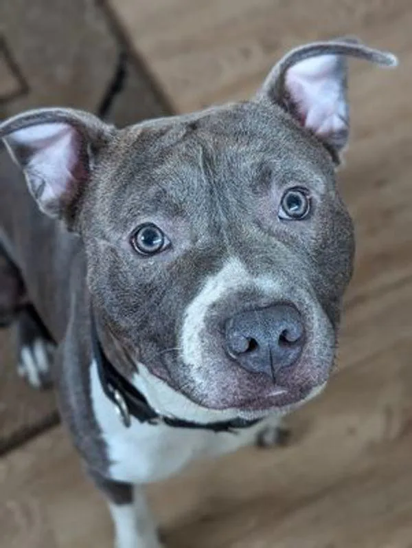 An adult medium-sized male Pit Bull Terrier dog named Cheech for adoption in Austin, TX