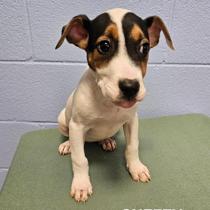 A baby small-sized male Brown / Chocolate Mixed Breed dog named Sneezy for adoption in Madisonville, TN