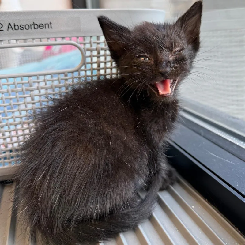 A baby small-sized male Black Domestic Short Hair cat named Tango for adoption in St. Louis, MO