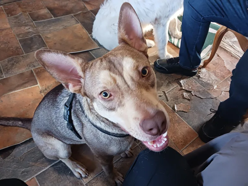 A young small-sized male Sable Husky dog named Apollo for adoption in Muskogee, OK