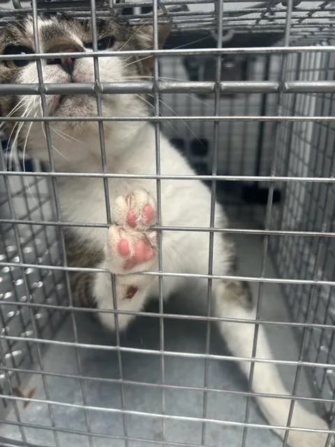 An adult medium-sized female Domestic Short Hair cat named Star for adoption in Palmetto, FL