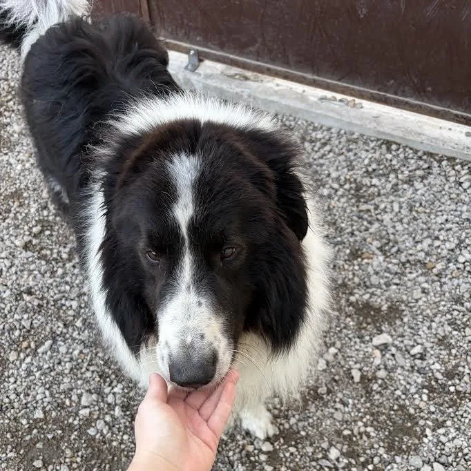 An adult extra large-sized male Black Border Collie dog named Barley for adoption in Blue Earth, MN