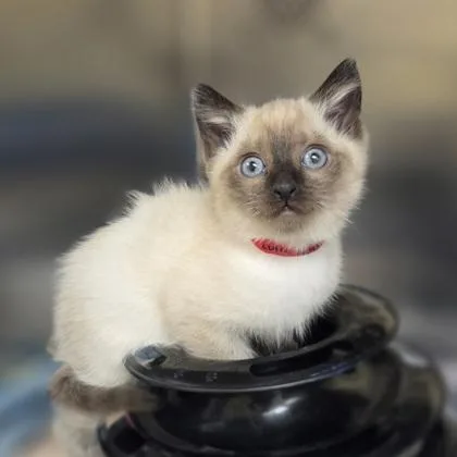 Cutie Patootie