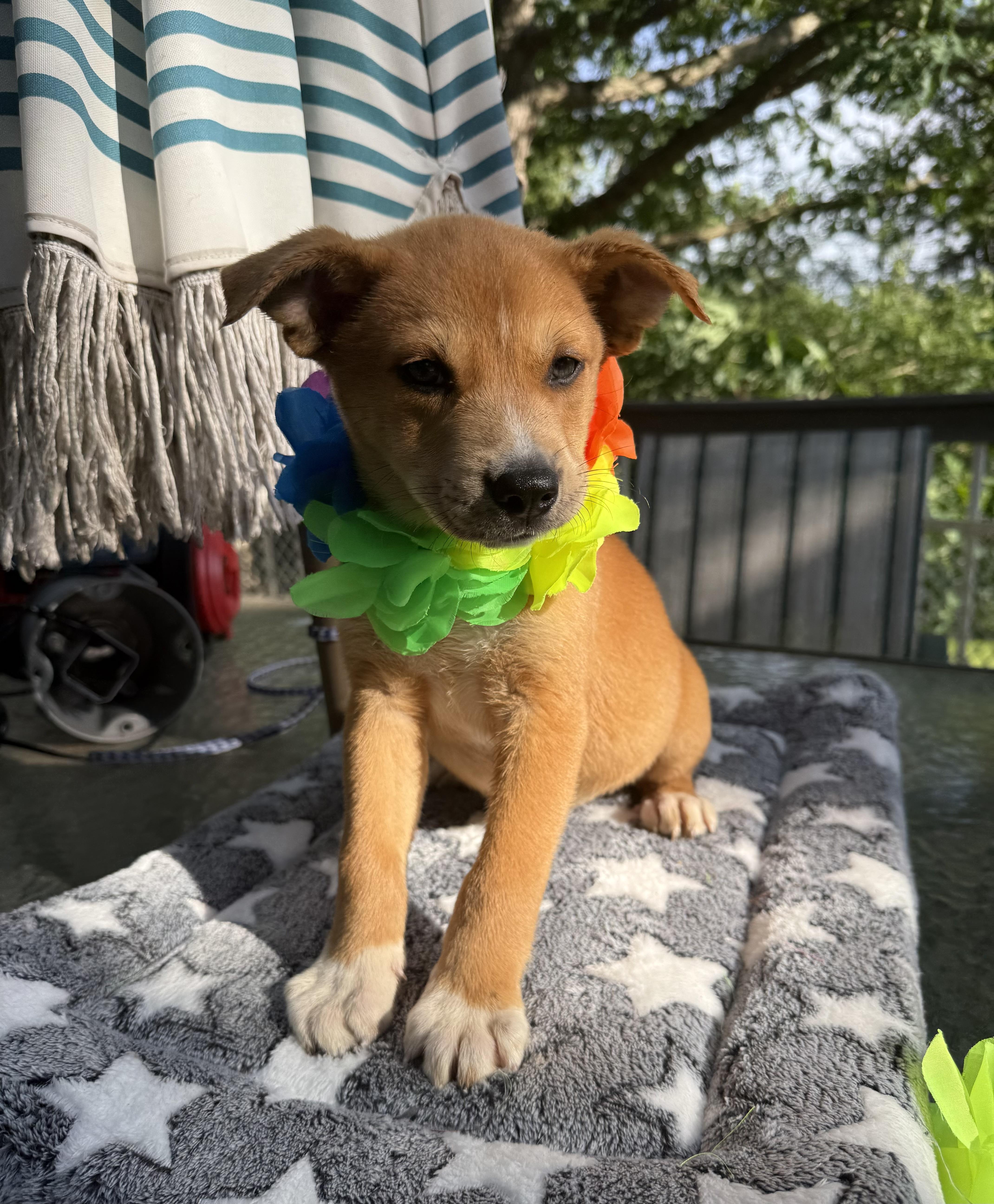 A baby medium-sized female Golden Labrador Retriever dog named Mable for adoption in White Lake, MI