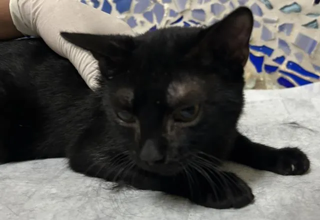 A young medium-sized male Domestic Short Hair cat named Dorian for adoption in Pensacola, FL