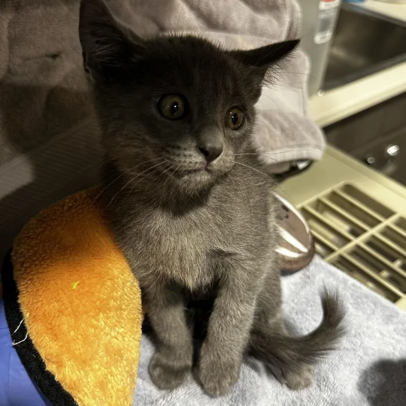 A baby small-sized male Gray / Blue / Silver Domestic Short Hair cat named Kahlo for adoption in Tampa, FL
