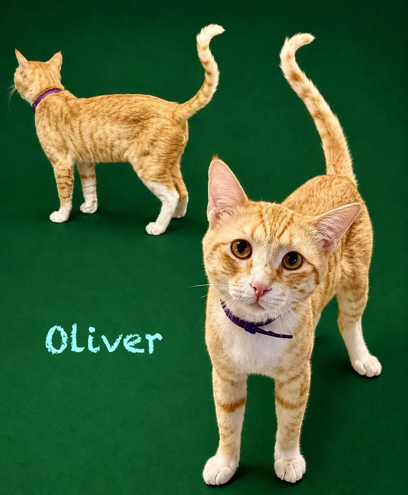 A young medium-sized male Orange & White Domestic Short Hair cat named Oliver for adoption in Glendale, AZ