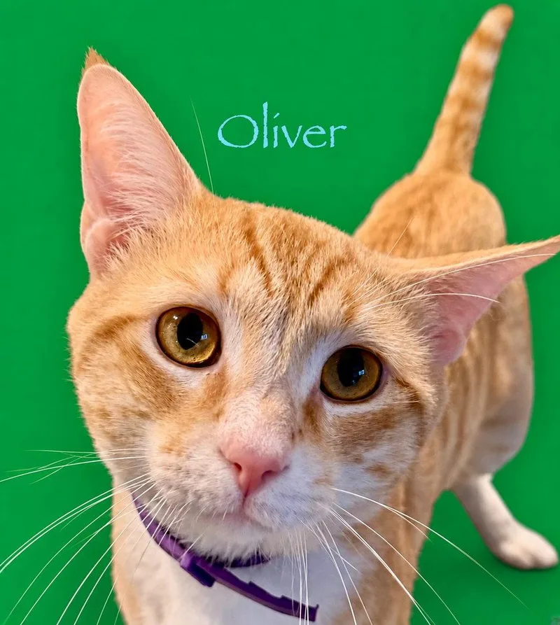 Oliver thumbnail 2