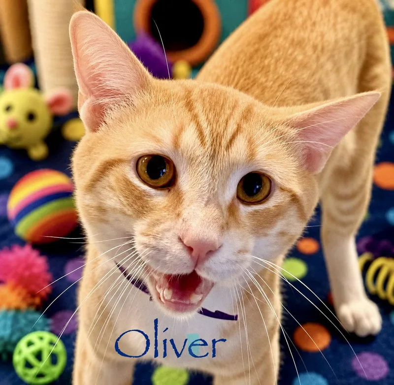Oliver thumbnail 3