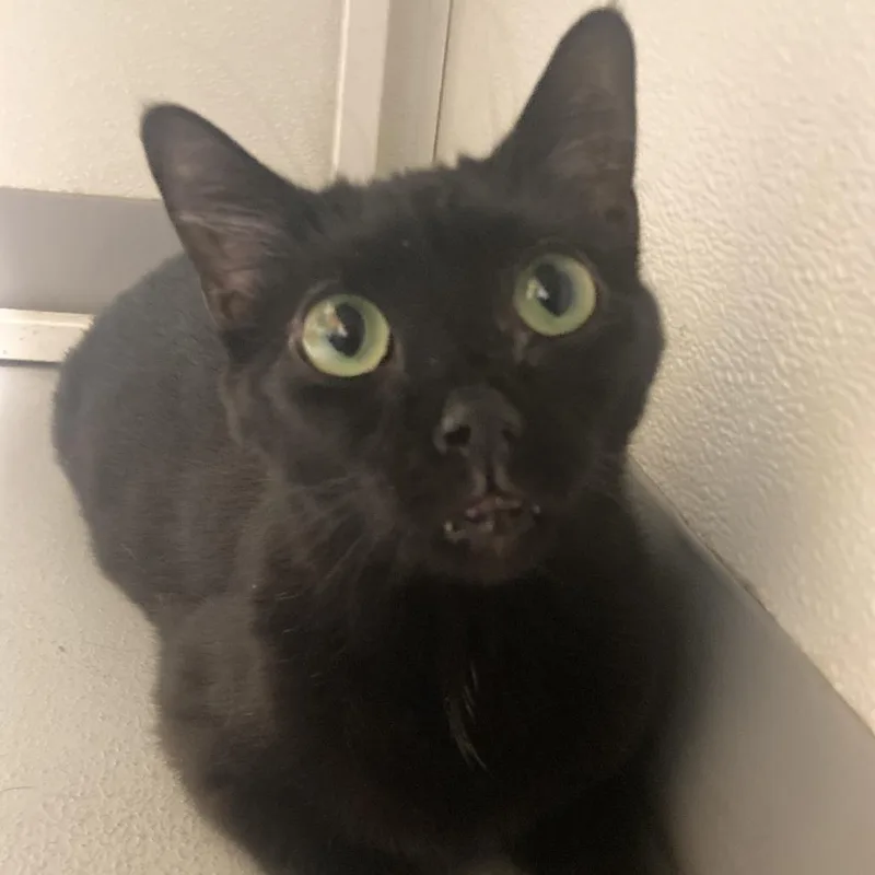 Girly Girl thumbnail 2