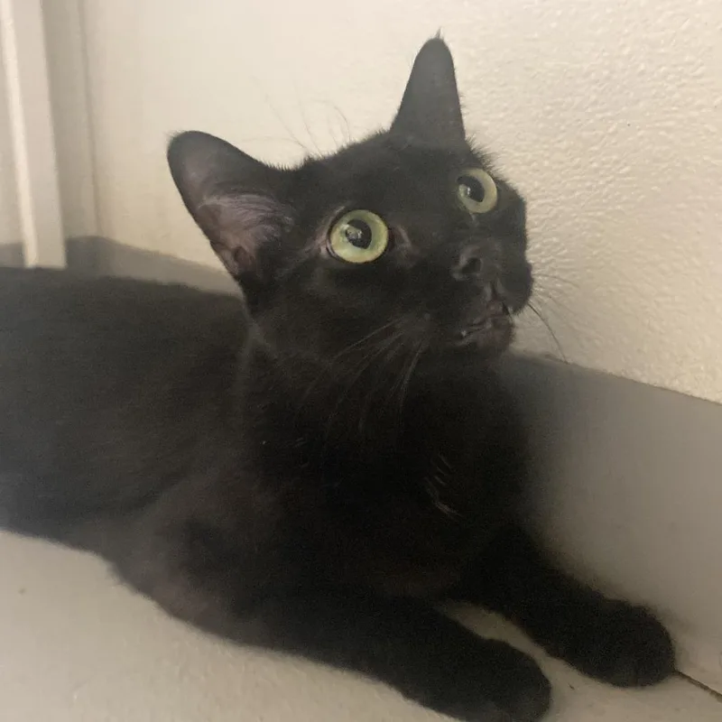 Girly Girl thumbnail 3