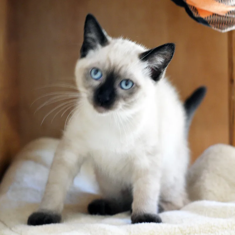 Sabrina