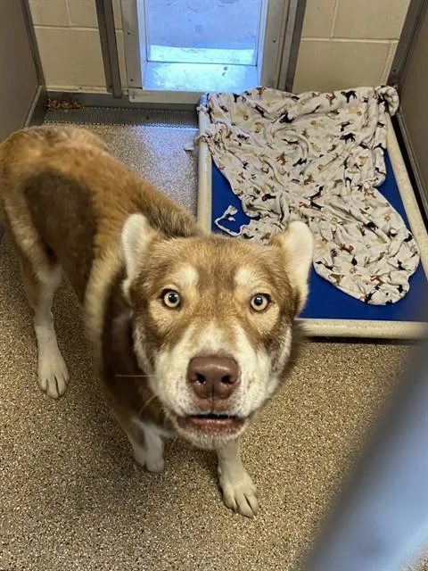 An adult large-sized male Siberian Husky dog named Tuka for adoption in Albuquerque, NM
