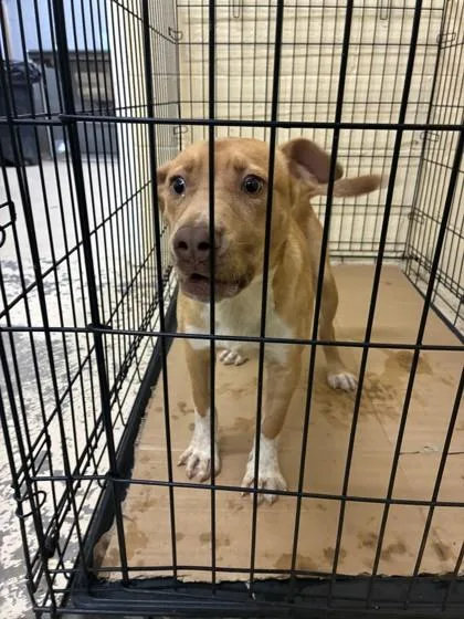 A young medium-sized female Pit Bull Terrier dog named Demi for adoption in West Memphis, AR