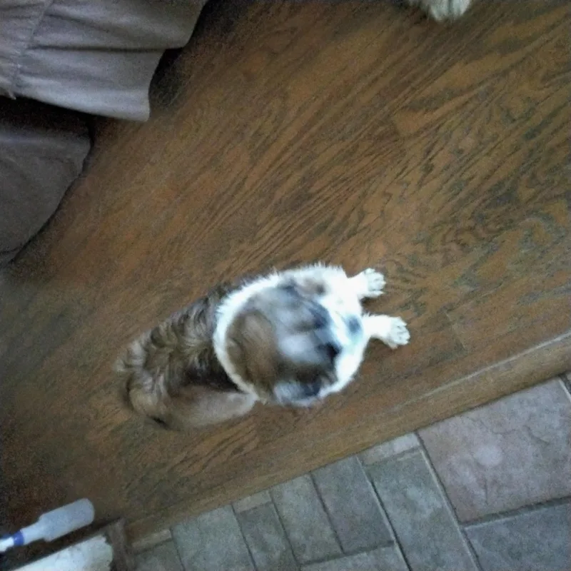 A young small-sized female Tricolor (Brown, Black, & White) Tibetan Spaniel dog named Mable for adoption in Grove, OK