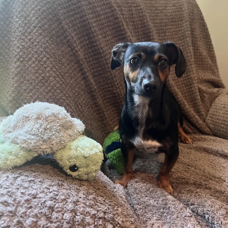 An adult small-sized female Black Dachshund dog named Dolly for adoption in Port Charlotte, FL