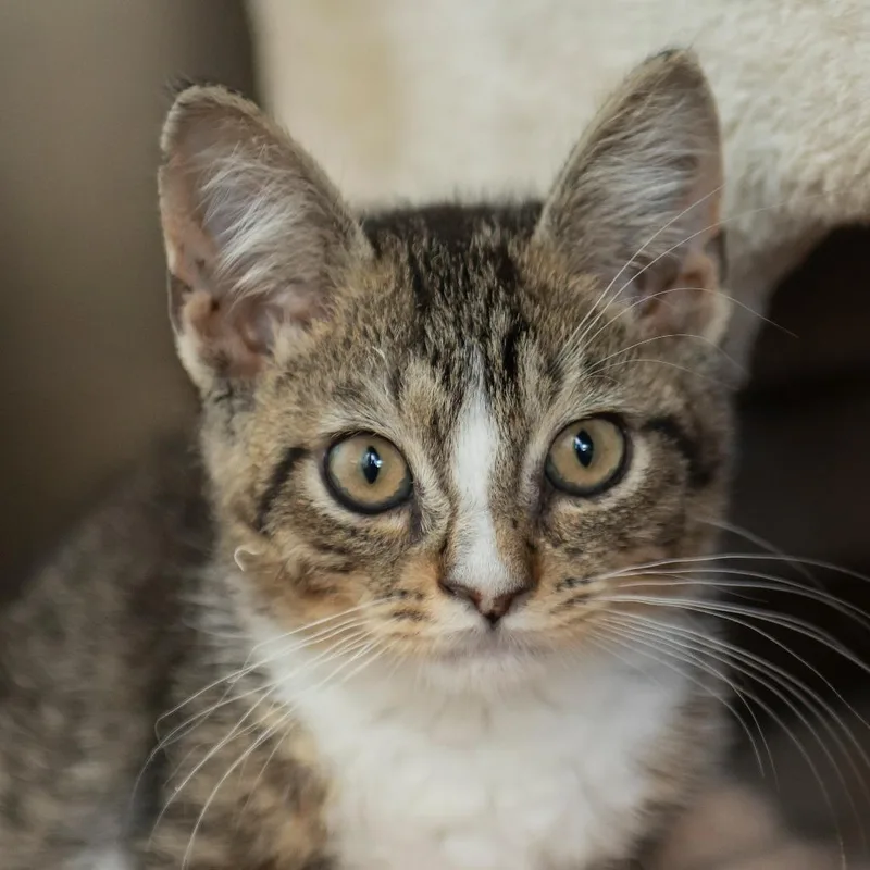 A baby small-sized male Domestic Short Hair cat named Paul Baker for adoption in Middletown, RI