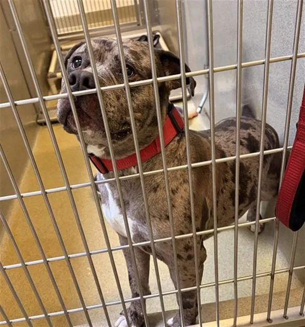 A young large-sized male Pit Bull Terrier dog named Maverick for adoption in Rancho Cucamonga, CA