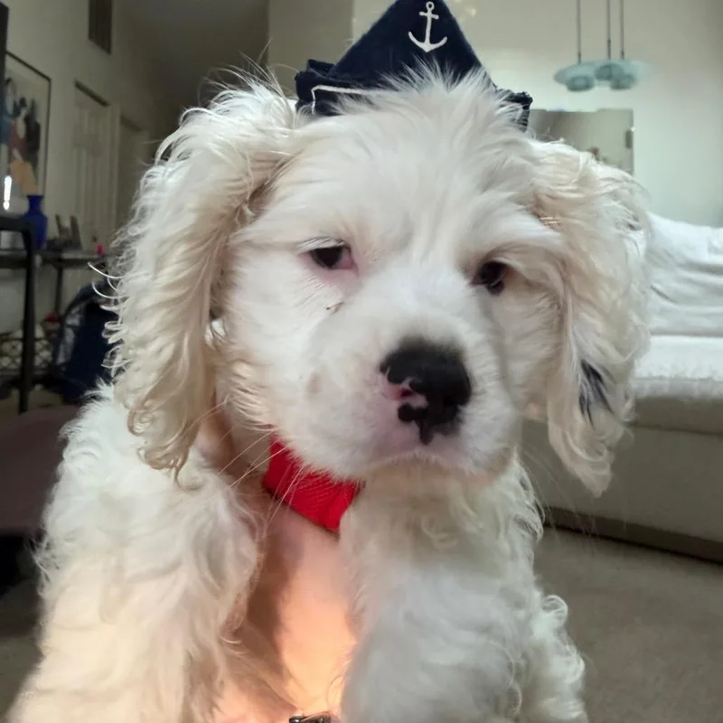 A baby small-sized male White / Cream Cocker Spaniel dog named Frank Gallagher for adoption in Northbrook, IL