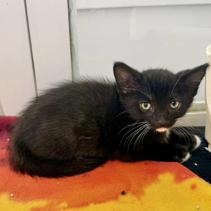 A baby small-sized male Domestic Short Hair cat named Iggy Pop for adoption in Los Angeles, CA