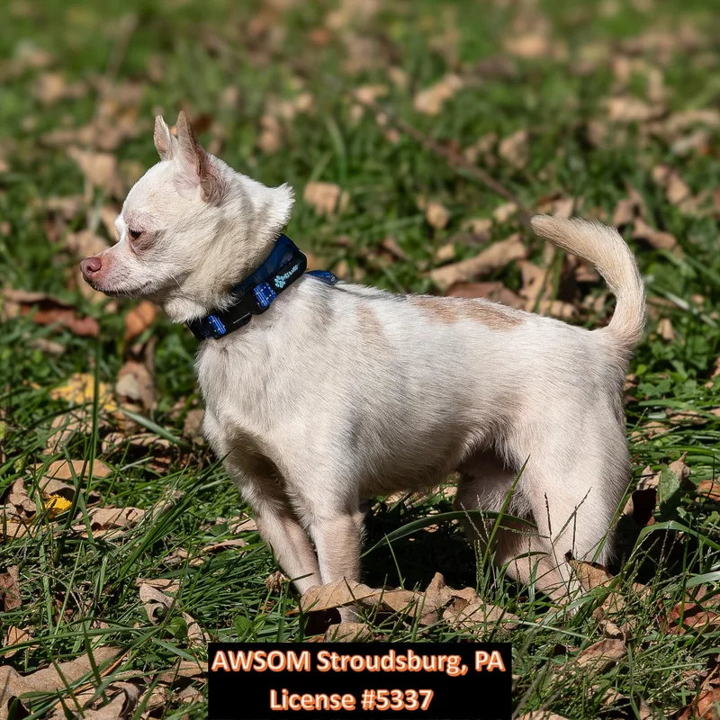 An adult small-sized male Chihuahua dog named Taco for adoption in Stroudsburg, PA