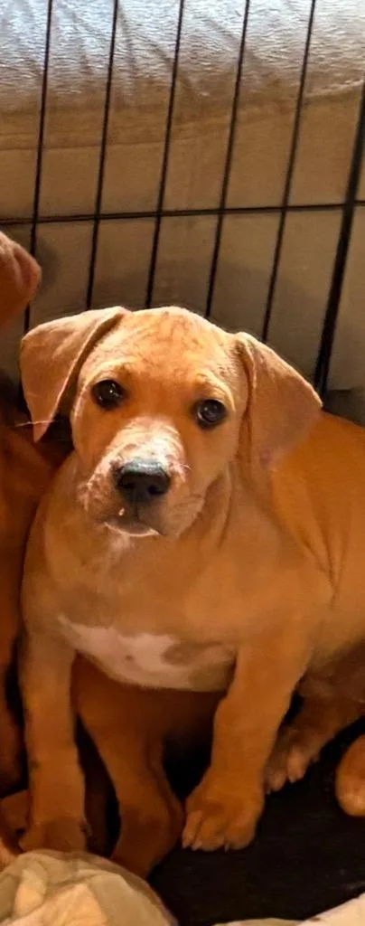 A baby small-sized female Mixed Breed dog named Anna for adoption in St. Augustine, FL