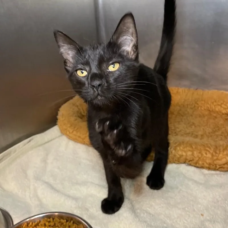 A young medium-sized male Domestic Short Hair cat named Zan for adoption in Roanoke, VA