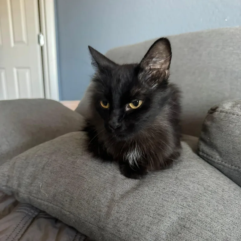 A young medium-sized female Black Domestic Long Hair cat named Shadow for adoption in Queen Creek, AZ