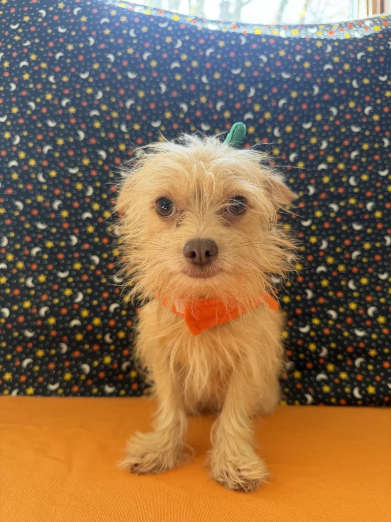 An adult small-sized male Chihuahua dog named Peanut for adoption in Upper Sandusky, OH