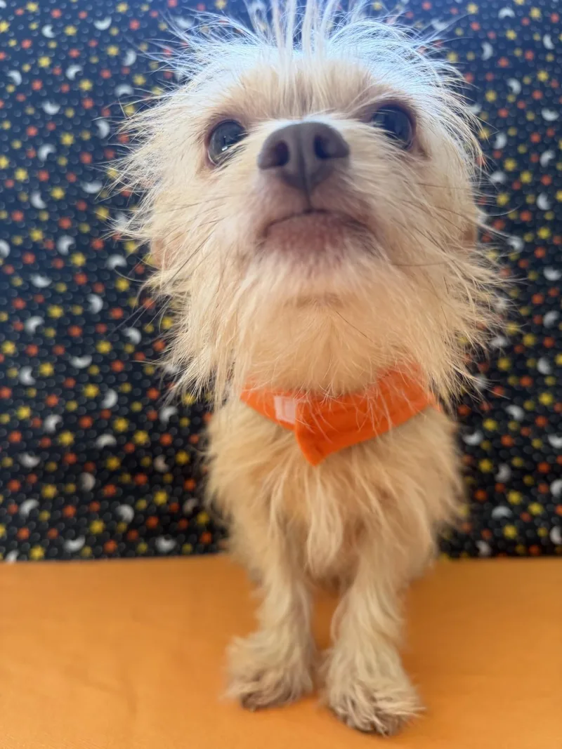 Peanut thumbnail 2