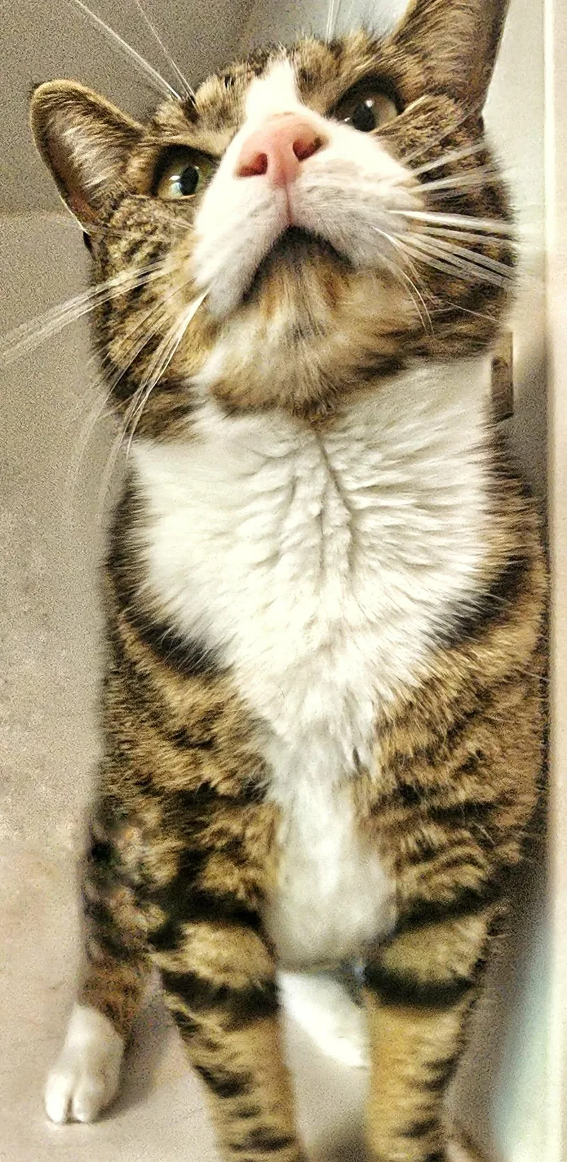 An adult large-sized male Domestic Short Hair cat named Meatloaf for adoption in Gettysburg, PA