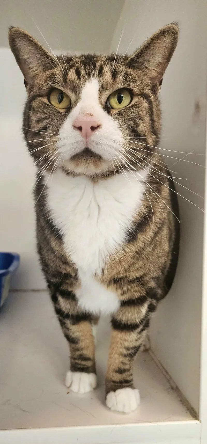 Meatloaf thumbnail 2