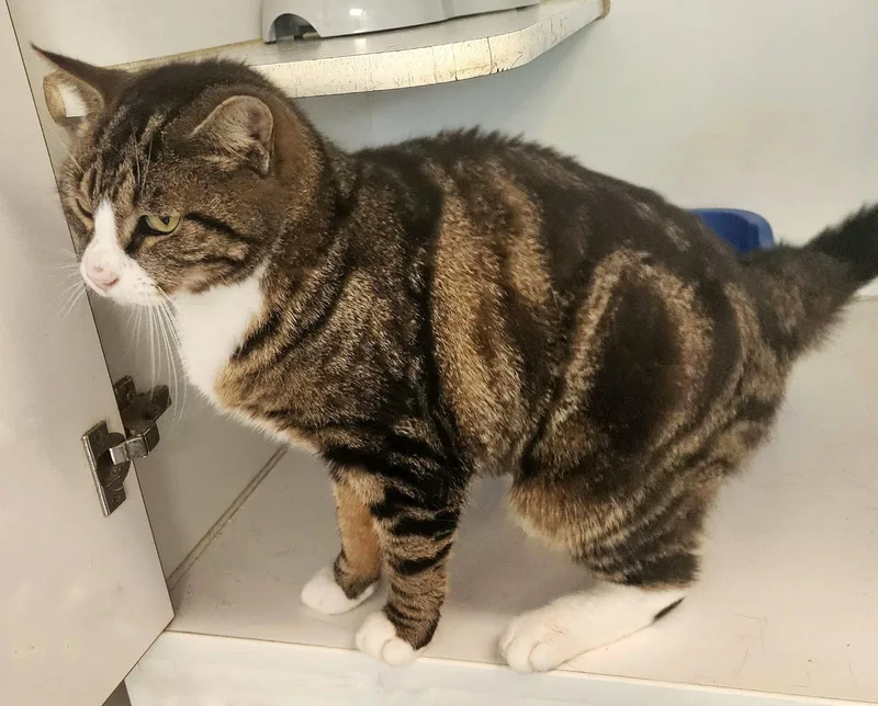 Meatloaf thumbnail 3