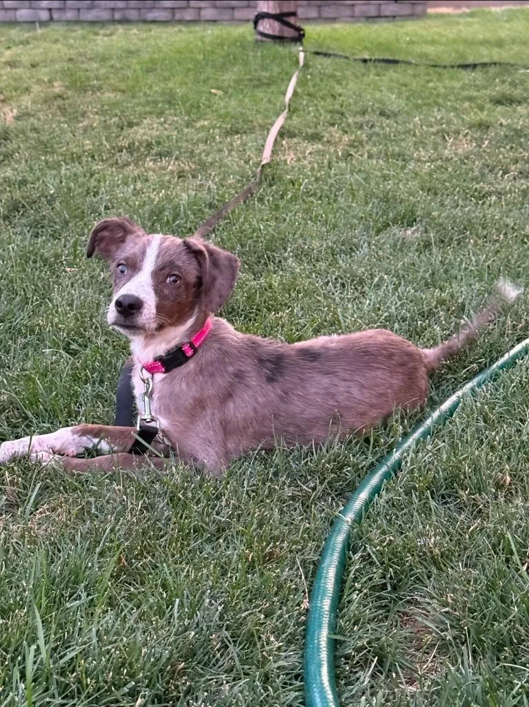A baby medium-sized female Terrier dog named Oakley for adoption in Salt Lake City, UT