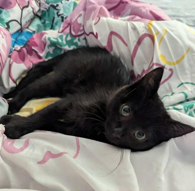 A baby medium-sized female Domestic Short Hair cat named Thira for adoption in New Baltimore, MI