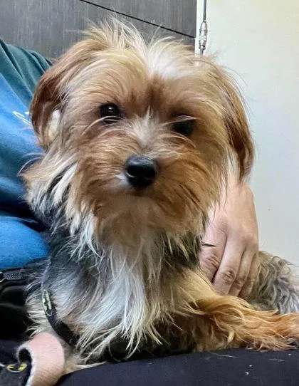 A young small-sized female Yorkshire Terrier dog named Ruth for adoption in Annapolis, MD