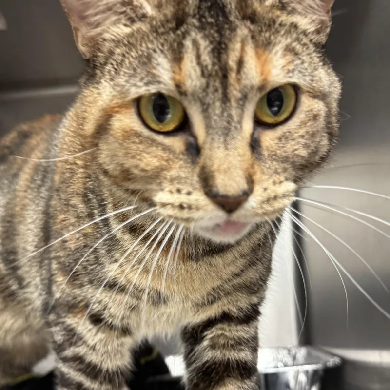 An adult medium-sized female Tabby (Brown / Chocolate) Domestic Short Hair cat named Tiffy for adoption in Waterloo, IA