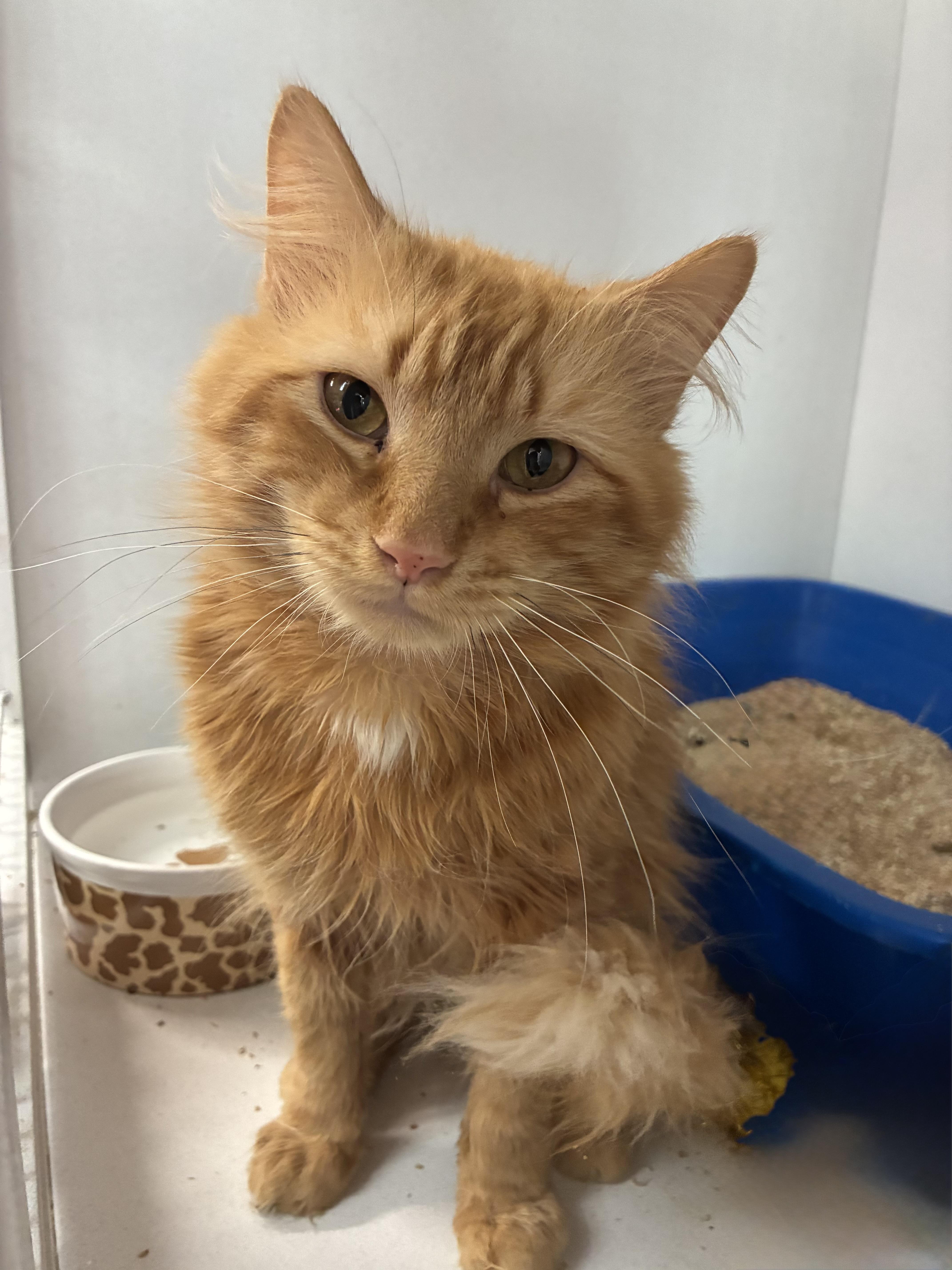 Fibanocci thumbnail 2