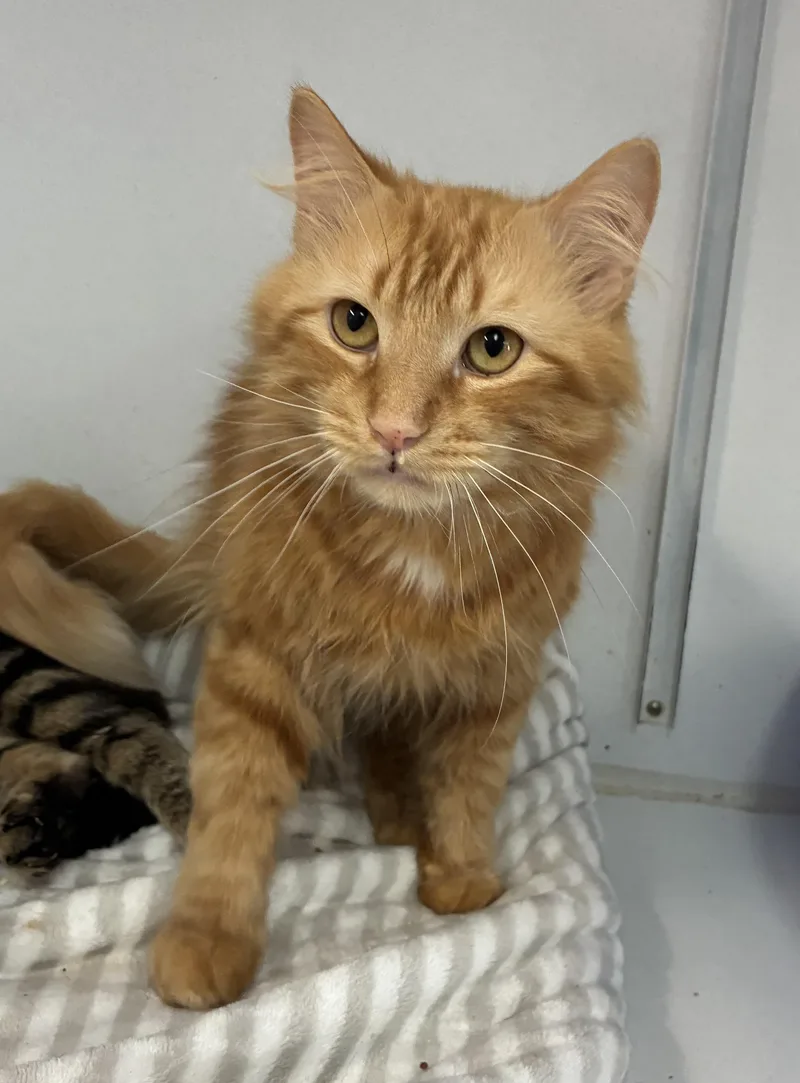 Fibanocci thumbnail 3