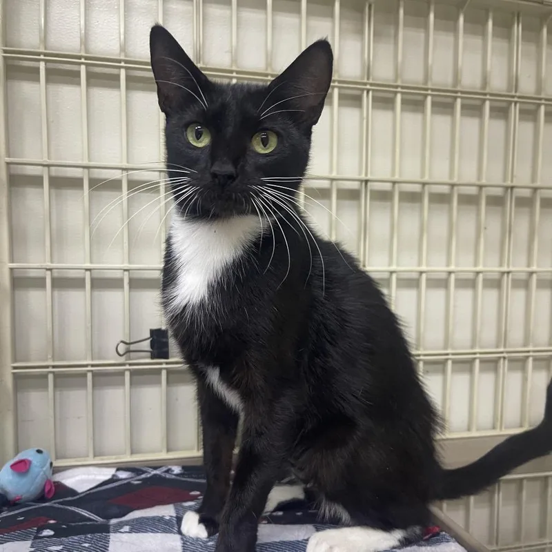 A young medium-sized female Domestic Short Hair cat named Penelope for adoption in Valdosta , GA