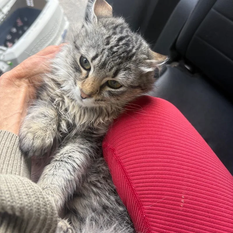 A baby small-sized female Gray / Blue / Silver Domestic Long Hair cat named Kip Carter for adoption in Eagle Mountain, UT