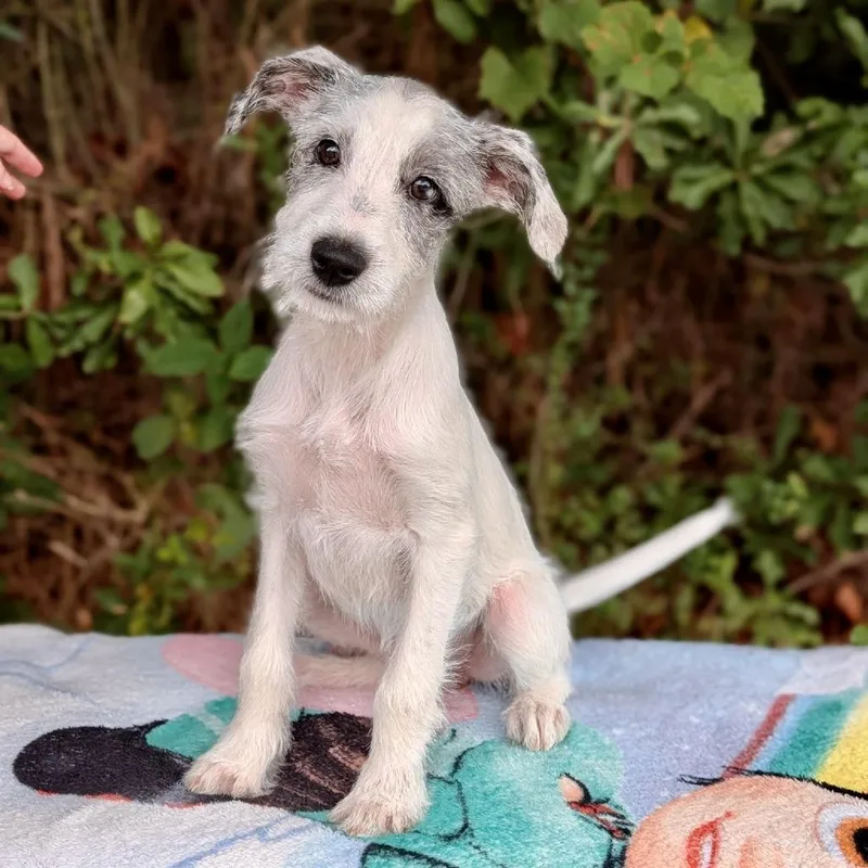 A baby small-sized female Poodle dog named Oona for adoption in Tyrone, GA